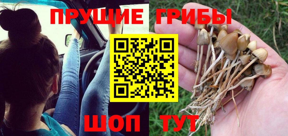 Жигулёвск  Галлюциногенные грибы MAGIC MUSHROOMS  Вход с VPN  купить наркотики цена  Псилоцибиновые грибы Psilocybe 